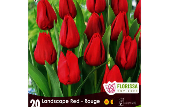 Tulipe Landscape Rouge (Mammoth Pack) (Zone : 3) (Paquet de 20 bulbes)