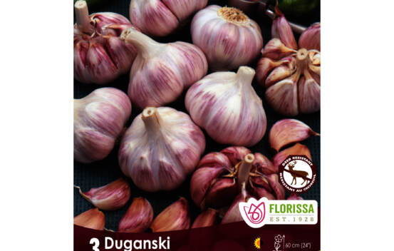 Ail Duganski (Purple Stripe) (Hardneck - Porcelaine) (Zone : 3) (Paquet de 3 bulbes)