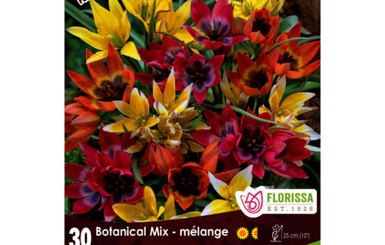 Tulipe Botanical Mix (Mammoth Pack) (H&acirc;tive) (Zone: 3) (Paquet de 30 bulbes)