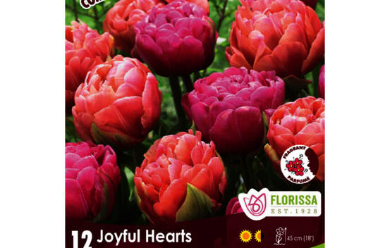 Tulipe Joyful Hearts - Copper Image & Amazing Grace (Colourful Companions) (Zone : 3) (Paquet de 12 bulbes)