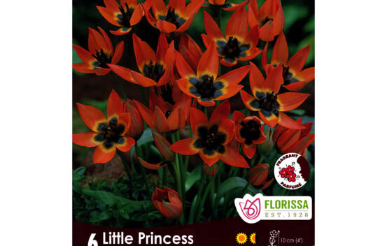 Tulipe Little Princess (Mini Botanical) (Parfum&eacute;) (Zone : 3) (Paquet de 6 bulbes)