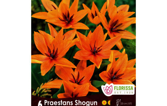 Tulipe Praestans Shogun (Mini Botanical) (Zone : 3) (Paquet de 6 bulbes)