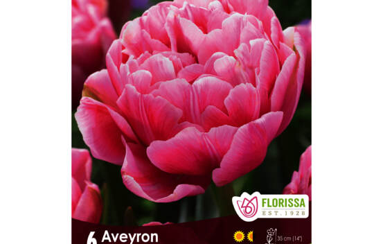 Tulipe Averyon (Double h&acirc;tive) (Zone : 3) (Paquet de 6 bulbes)