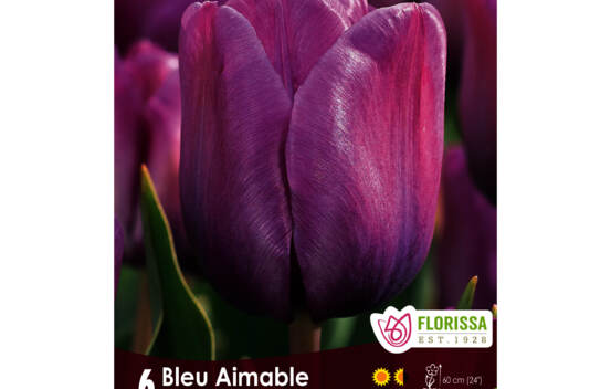Tulipe Bleu Aimable (Darwin) (Zone : 3) (Paquet de 6 bulbes)