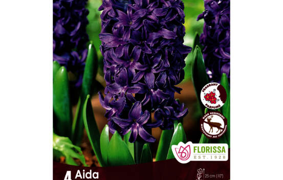 Jacinthe Aida - Bleu (Zone : 4) (Parfum&eacute;e) (Paquet de 4 bulbes)