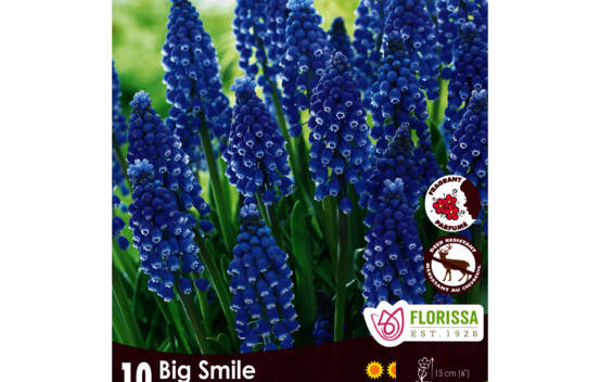 Muscari Big Smile (Parfum&eacute;) (Zone : 4) (Paquet de 10 bulbes)