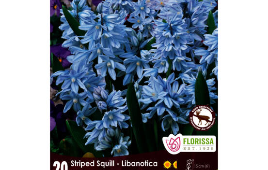 Puschkinia Striped Squill - Libanotica (Zone : 4) (Paquet de 20 bulbes)