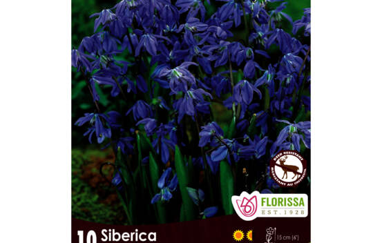 Scilla Siberica (Zone : 4) (Paquet de 10 bulbes)