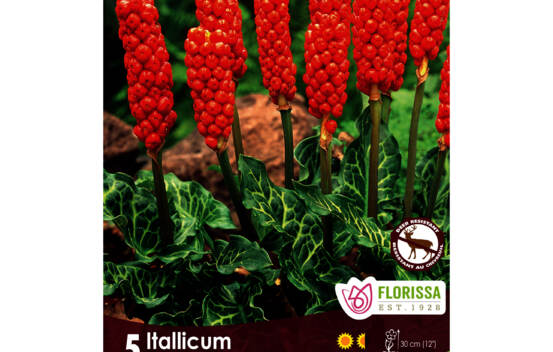 Arum Italicum (Gouet) Painted Arum (Zone : 5) (Paquet de 5 bulbes)