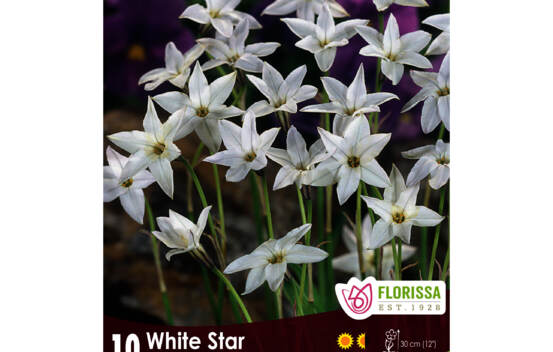 Ipheion White Star (Parfum&eacute;) (Zone : 3) (Paquet de 10 bulbes)