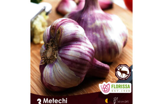Ail Metechi (Purple Stripe) (Hardneck - Porcelaine) (Zone : 2) (Paquet de 3 bulbes)
