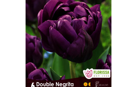 Tulipe Double Negrita (Pivoine Double tardive) (Zone : 3) (Paquet de 6)