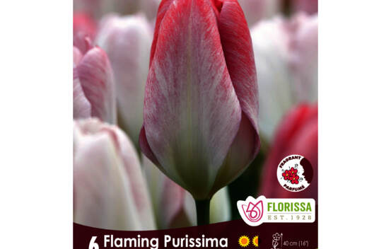Tulipe Flaming Purissima (Fosteriana) (Parfum&eacute;e) (Zone : 3) (Paquet de 6 bulbes)