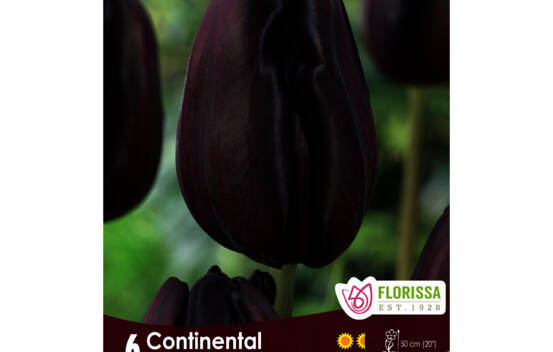 Tulipe Continental (Triumph) (Zone : 3) (Paquet de 6 bulbes)