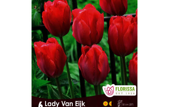 Tulipe Lady Van Eijk (Simple tardive) (Zone : 3) (Paquet de 6 bulbes)