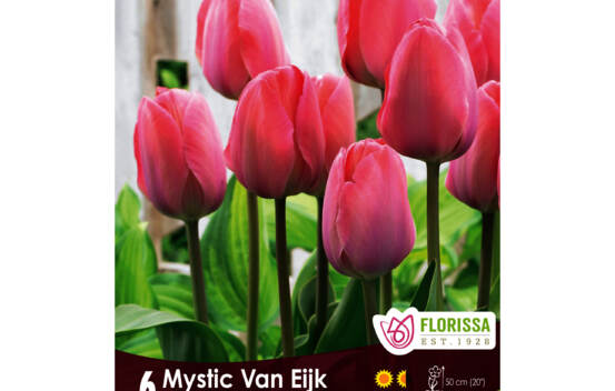 Tulipe Mystic Van Eijk (Simple tardive) (Zone : 3) (Paquet de 6 bulbes)