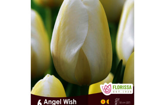 Tulipe Angel's Wish (Darwin hybride) (Zone : 3) (Paquet de 6 bulbes)