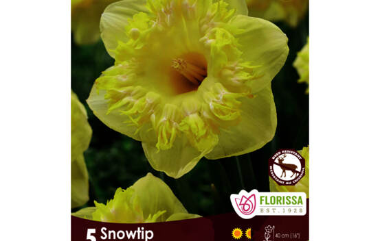 Narcisse Snowtip (Paquet de 5 bulbes)