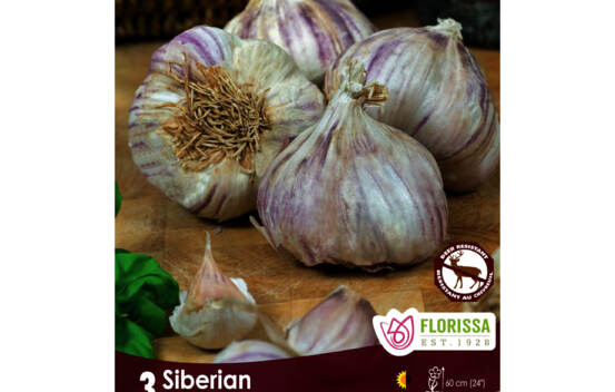 Ail Siberian (Purple Stripe) (Hardneck - Porcelaine) (Vari&eacute;t&eacute; H&eacute;ritage) (Zone : 2) (Paquet de 3 bulbes)