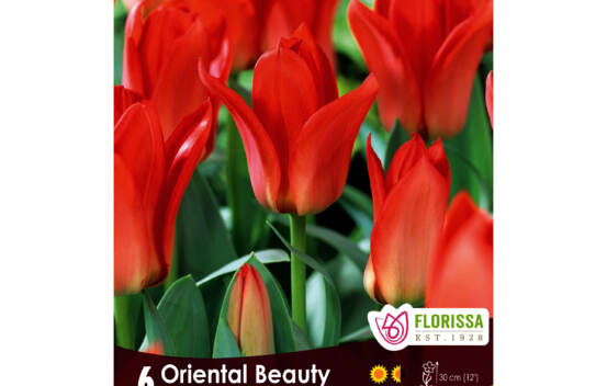 Tulipe Oriental Beauty (Greigii) (Zone : 3) (Paquet de 6 bulbes)