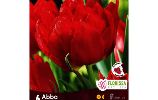 Tulipe Abba (Double h&acirc;tive) (Parfum&eacute;e) (Zone : 3) (Paquet de 6 bulbes)