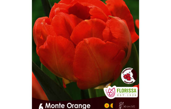 Tulipe Monte Orange (Double h&acirc;tive) (Parfum&eacute;e) (Zone : 3) (Paquet de 6 bulbes)