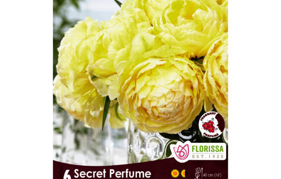 Tulipe Secret Perfume (Double h&acirc;tive) (Parfum&eacute;e) (Zone : 3) (Paquet de 6 bulbes)
