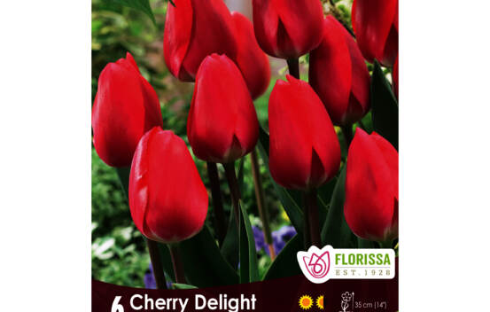 Tulipe Cherry Delight (Darwin Hybride) (Delight Serie) (Zone : 3) (Paquet de 6 bulbes)