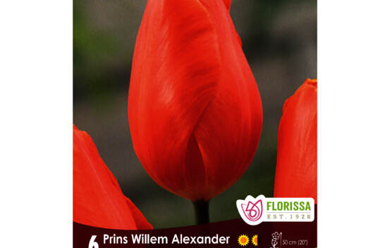Tulipe Prins Willem Alexander (Triumph) (Zone : 3) (Paquet de 6 bulbes)