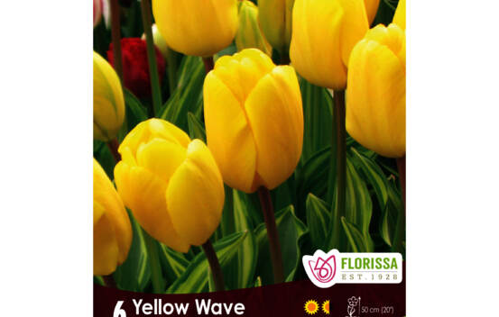 Tulipe Yellow Wave (Darwin hybride) (Zone : 3) (Paquet de 6 bulbes)