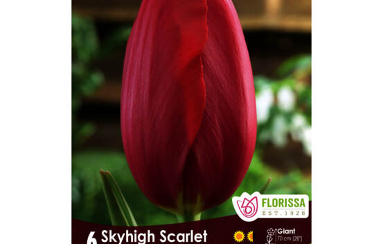 Tulipe Skyhigh Scarlet (Darwin) (Simple tardive) (Zone : 3) (Paquet de 6 bulbes)
