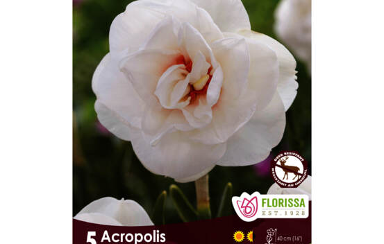Narcisse Acropolis (Double) (Paquet de 5 bulbes)