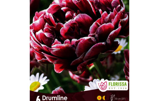 Tulipe Drumline (Pivoine Double tardive) (Zone : 3) (Paquet de 6 bulbes)