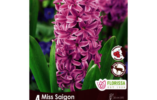 Jacinthe Miss Saigon - Mauve (Parfum&eacute;e) (Zone : 4) (Paquet de 4 bulbes)