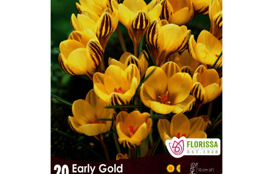 Crocus Early Gold (Snow - Botanique) (Zone : 4) (Paquet de 20 bulbes)
