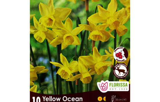 Narcisse Yellow Ocean (Mini) (Zone : 4) (Paquet de 10 bulbes)
