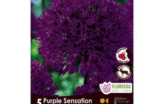 Allium Purple Sensation (Parfum&eacute;) (Zone : 4) (Paquet de 5 bulbes)