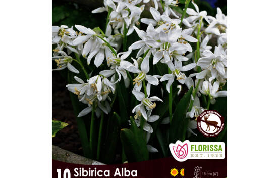 Scilla Siberica Alba (Zone : 3) (Paquet de 10 bulbes)