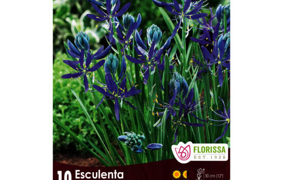 Camassia Esculenta (Jacinthe Indienne) (Zone : 4) ( Paquet de 10 bulbes)