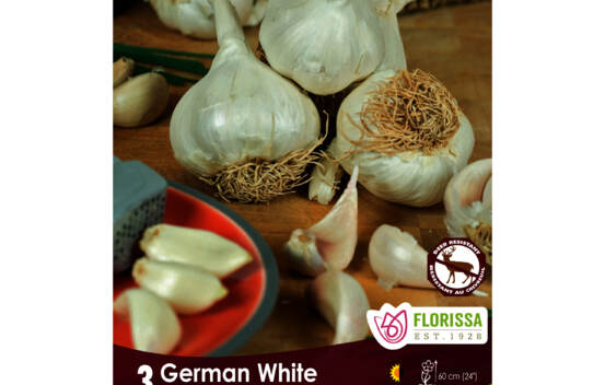 Ail German White (Hardneck - Porcelaine) ( Vari&eacute;t&eacute; H&eacute;ritage) (Zone : 2) (Paquet de 3 bulbes)