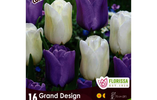 Tulipe Grand Design - Tulip Blue Aimable & City of Vancouver (Tardive) (Colourful Companions) (Zone : 3) (Paquet de 16 bulbes)
