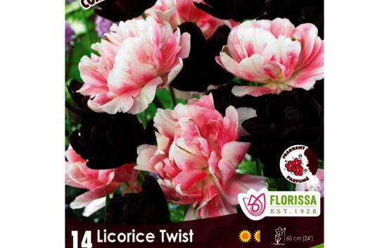 Tulipe Licorice Twist - Black Hero & Finola (Double tardive) (Colourful Companions) (Zone : 3) (Paquet de 14 bulbes)