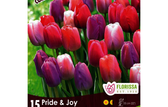 Tulipe Pride & Joy - Pride Apricot, Pride Orange, Pride Purple, Pride Pink, Pride Red (Tardive) (Colourful Companions) (Zone : 3) (Paquet de 15 bulbes