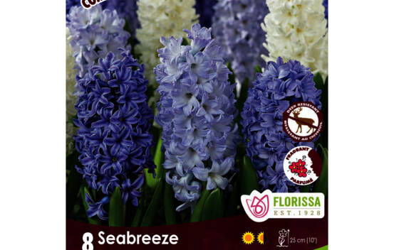 Jacinthe Seabreeze - Aiolos, Blue Eyes & Blue Jacket (Colourful Companions) (Parfum&eacute;e) (Zone : 4) (Paquet de 8 bulbes)