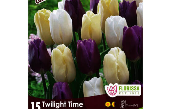Tulipe Twilight Time - Flag Cr&egrave;me, White & Purple (Simple h&acirc;tive) (Colourful Companions) (Zone : 3)