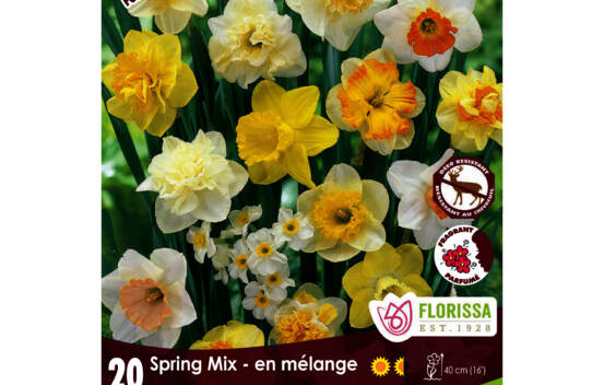 Narcisse Spring Mixed (Mammoth Pack) (Zone : 3) (Paquet de 20 bulbes)