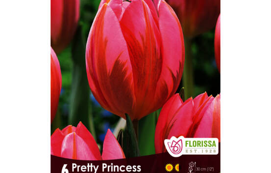 Tulipe Pretty Princess (Irene Pink) (Simple h&acirc;tive) (Zone : 3) (Paquet de 6 bulbes)