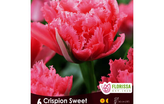 Tulipe Crispion Sweet (Double Frang&eacute;e) (Zone : 3) (Paquet de 6 bulbes)