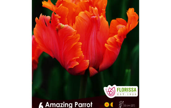 Tulipe Amazing Parrot (Perroquet) (Zone : 4) (Paquet de 6 bulbes)