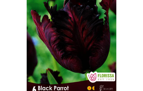 Tulipe Black Parrot (Perroquet) (Zone : 4) (Paquet de 6 bulbes)